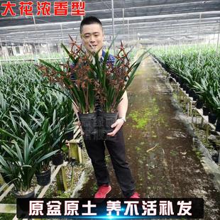 兰花盆栽墨兰报岁兰宽叶兰花苗大花浓香带花苞植物花卉客厅办公室