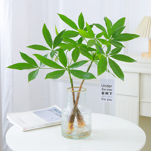 发财树水培植物盆栽室内摆