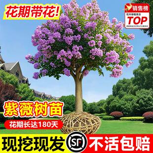 树苗四季庭院植物花卉百日红花室外盆栽庭院绿化紫薇老桩大苗别墅