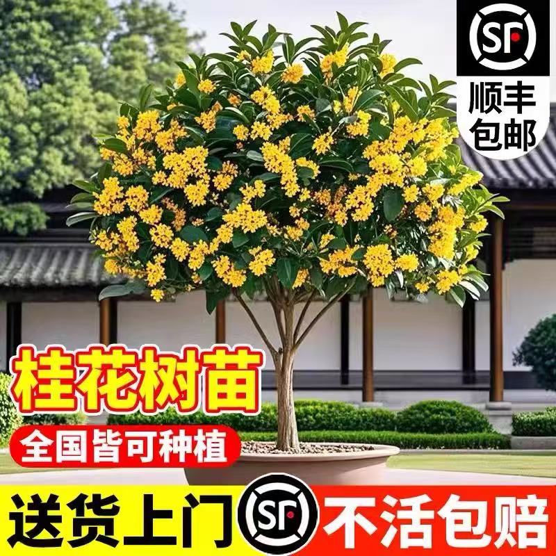 桂花树苗八月桂金桂庭院别墅地栽特大四季桂绿化盆栽好养花卉植物