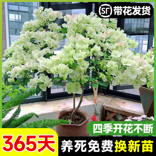 三角梅盆栽大苗带花苞发货精