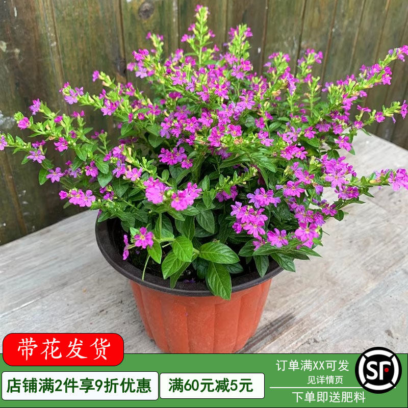 满天星盆栽鲜花草本植物卉图片