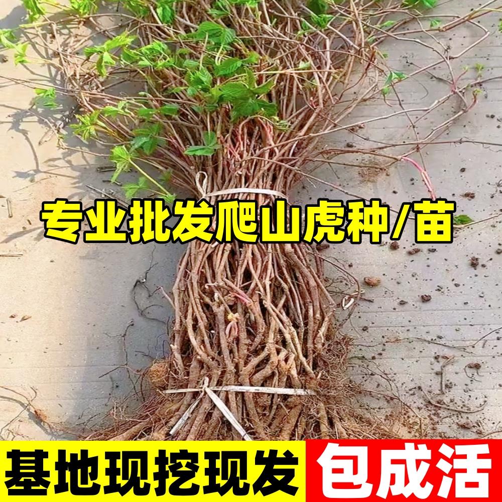 爬山虎树苗藤植物四季常青