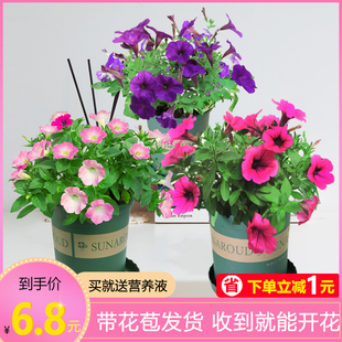 牵牛花盆栽矮牵牛花苗喇叭花小苗爬藤四季花种带花苞垂吊矮脚带花