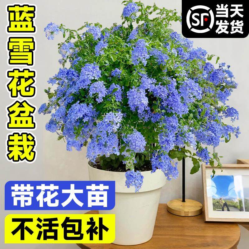 蓝雪花盆栽大苗带苞棒糖爬