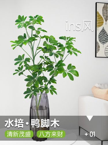 鸭脚木办公桌卧室客厅无