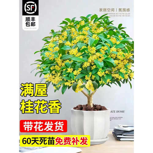 四季桂花树苗盆栽老桩花卉八月桂室内客厅绿植好养阳台浓香型植物