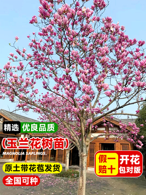 玉兰花树苗盆栽卉绿植物四季