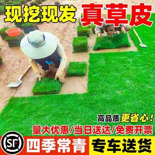 草皮真坪带泥土绿化护坡别