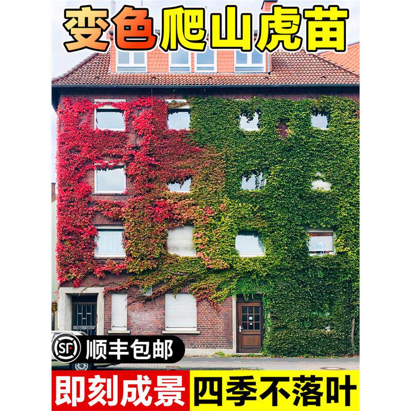 爬山虎树苗藤植物四季常青图片