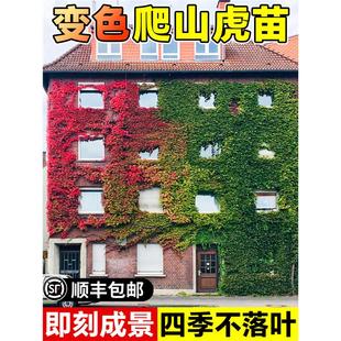 爬山虎树苗爬藤植物四季常青不落叶种子紫藤凌霄花苗爬墙藤蔓绿植