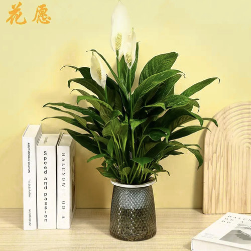 红掌盆栽客厅水培养花卉植物
