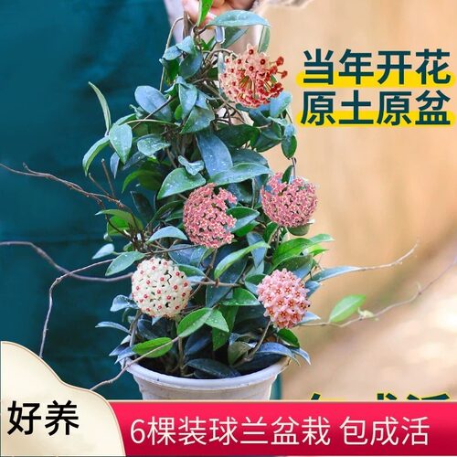 新疆包邮球兰花苗当年开大花卉办公室内客厅阳台爬藤绿叶植物垂吊