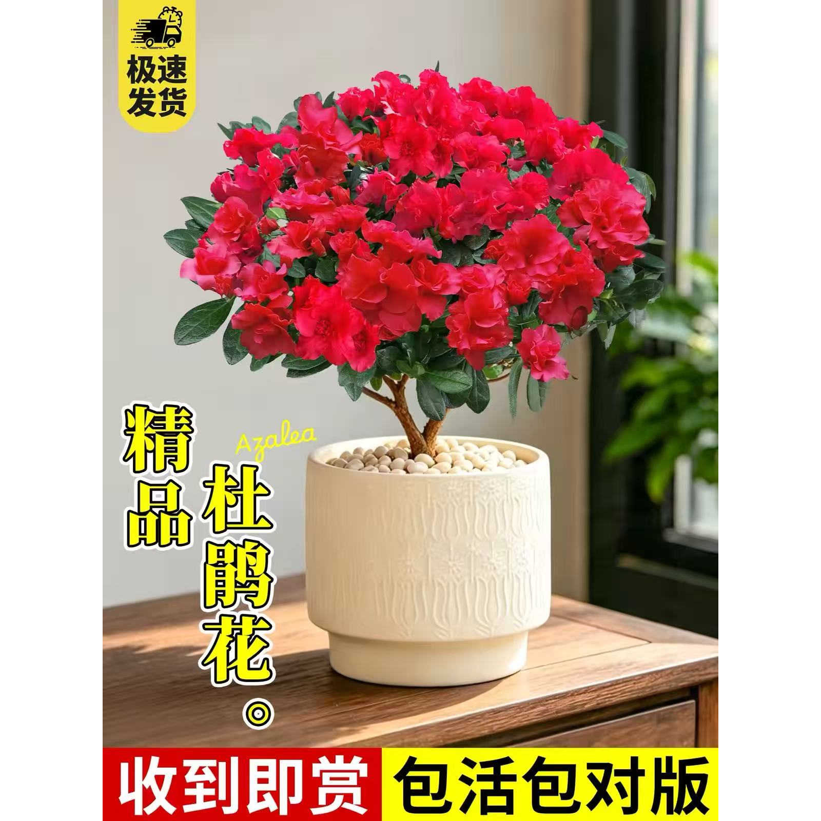 杜鹃花盆栽花卉绿植室内阳台开花植物鲜花带花苞树苗四季好养易活图片