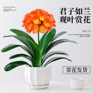 君子兰盆栽带花苞小苗四季 好养室内水培绿植物精品名贵国宝级花卉