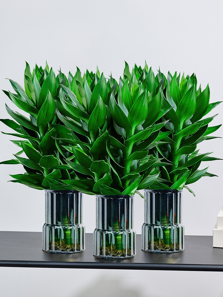 观音竹水培办公室四季绿植绿萝富贵竹步步高室内客厅招财好养盆栽