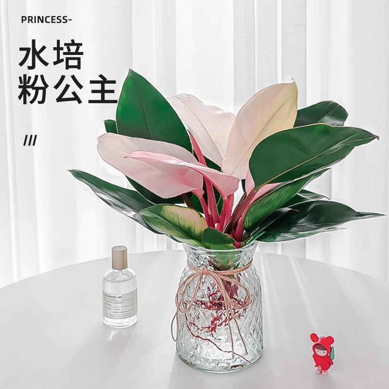 粉钻水培植物室内客厅办公室桌面盆栽粉公主蔓绿绒好养花卉绿植物