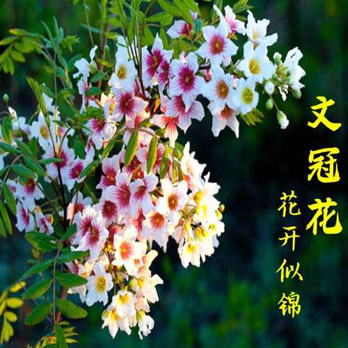 文冠花树苗浓香型盆栽室内外