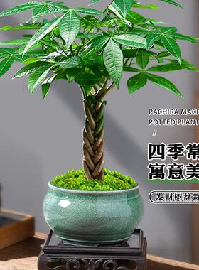 五福辫子发财树小盆栽绿植办公桌植物茶几好养招财树中式禅意盆景