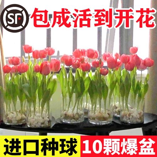 郁金香种球水培花卉植物四