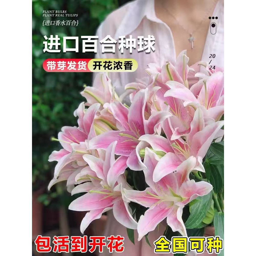 进口香水百合种球重瓣特大花室内外阳台盆栽耐寒好养籽子多季开花图片
