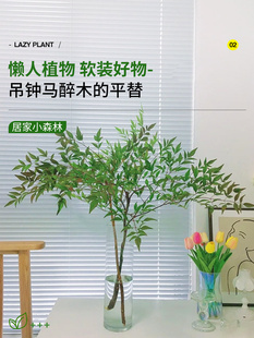 南天竹盆栽水培绿植物火焰红水养室内花卉蓝天竹吊钟马醉木南天竺