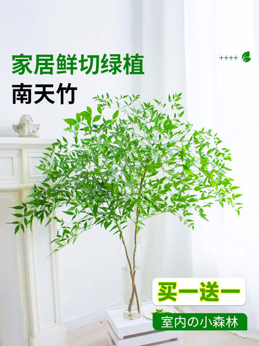 南天竹水培植物养真绿客厅室