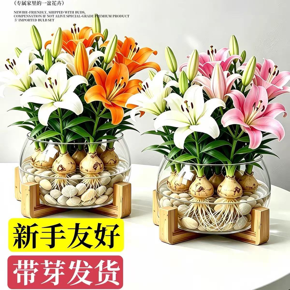 百合花种球水培花卉植物浓香型土培盆栽进口香水室内阳台桌面摆件图片