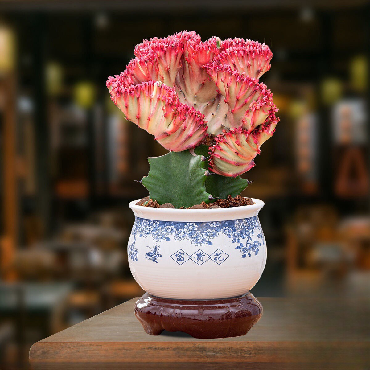 彩麒麟盆栽办公桌面稀有多肉植物室内仙人掌耐旱四季开花好养花卉