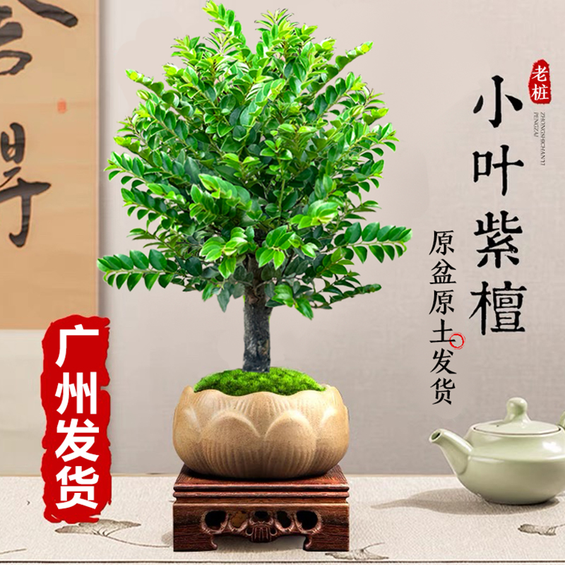 小叶紫檀盆景树苗老桩植物客厅办公室内桌面四季好养花卉绿植盆栽