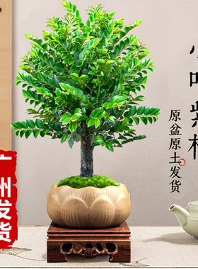 小叶紫檀盆景树苗老桩植物