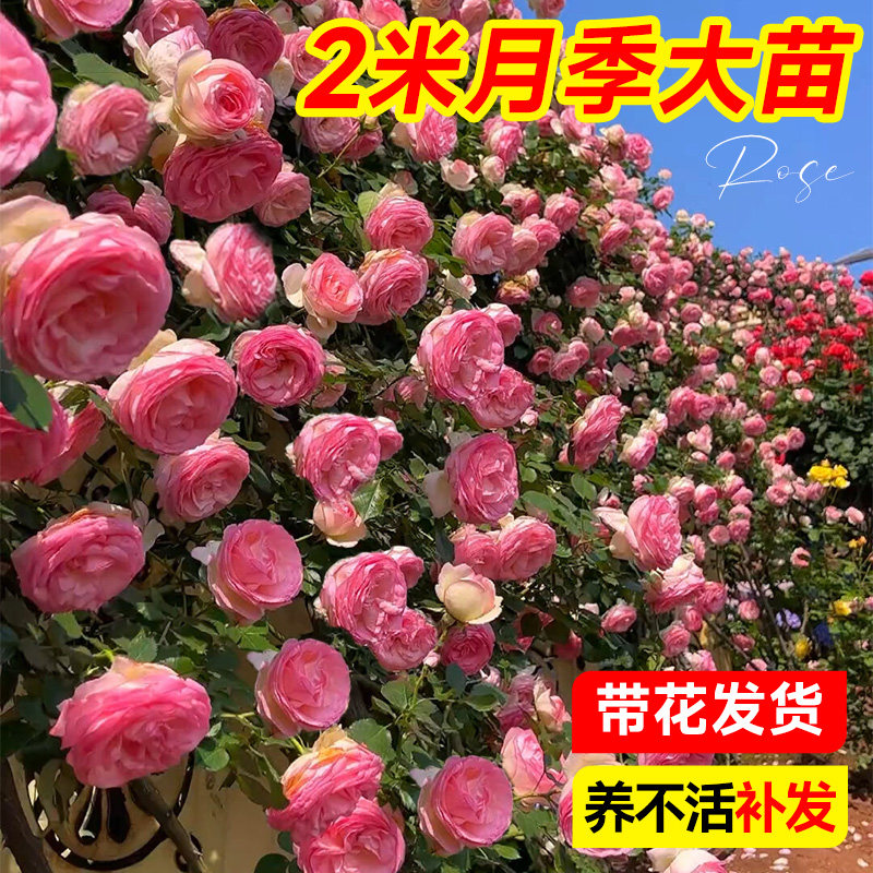 藤本月季老桩蔷薇花苗爬藤四季开 花卉特大花浓香庭院爬墙植物大