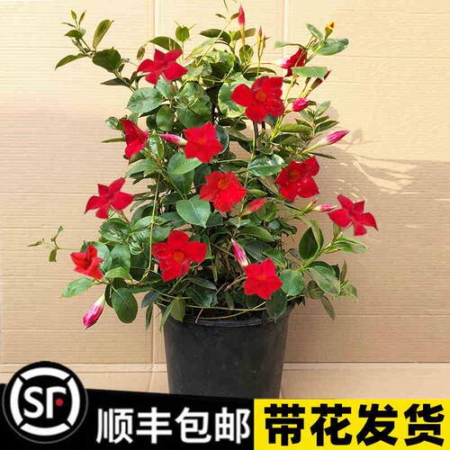 双喜藤四季开花攀爬绿植盆栽苗