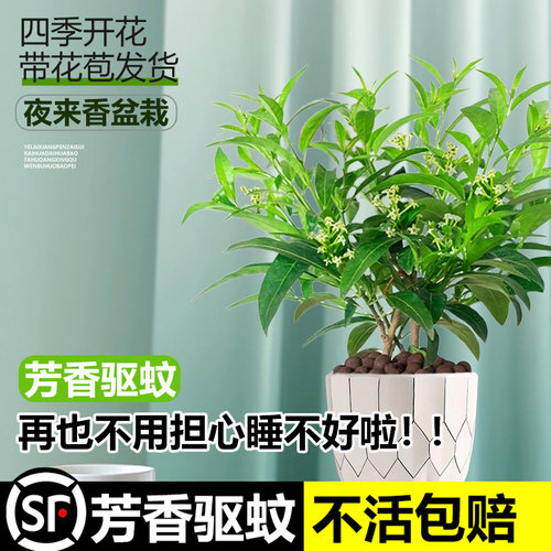 夜来香花树苗盆栽九里卉室内