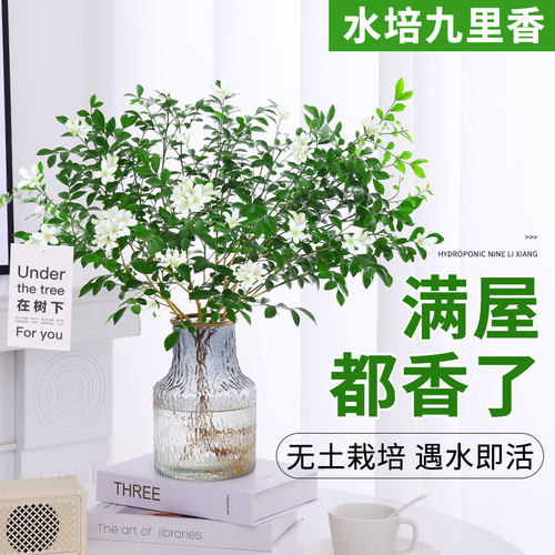 水培植物九里香清绿四季盆