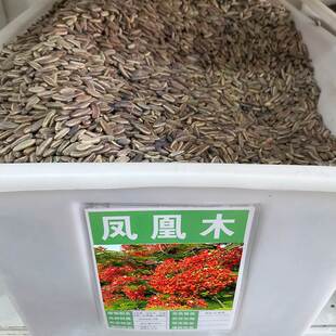 凤凰木树苗树种子种籽林木种籽四季多年生景观绿化工程观叶种孑