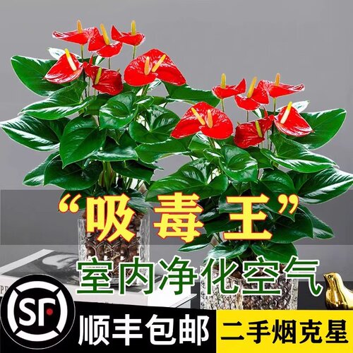 红掌盆栽带花一帆风顺鸿运