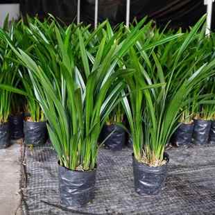 浓香兰花盆栽墨兰企黑报岁兰宽叶兰花苗素心白墨客厅阳台绿植花卉