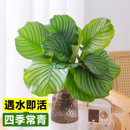 青苹果竹芋水培植物盆栽室
