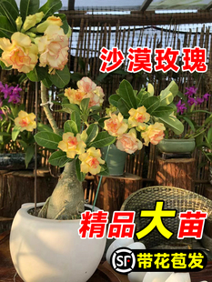 沙漠玫瑰盆栽重瓣带花苞老桩花期超长的花卉绿植物室内四季好养活