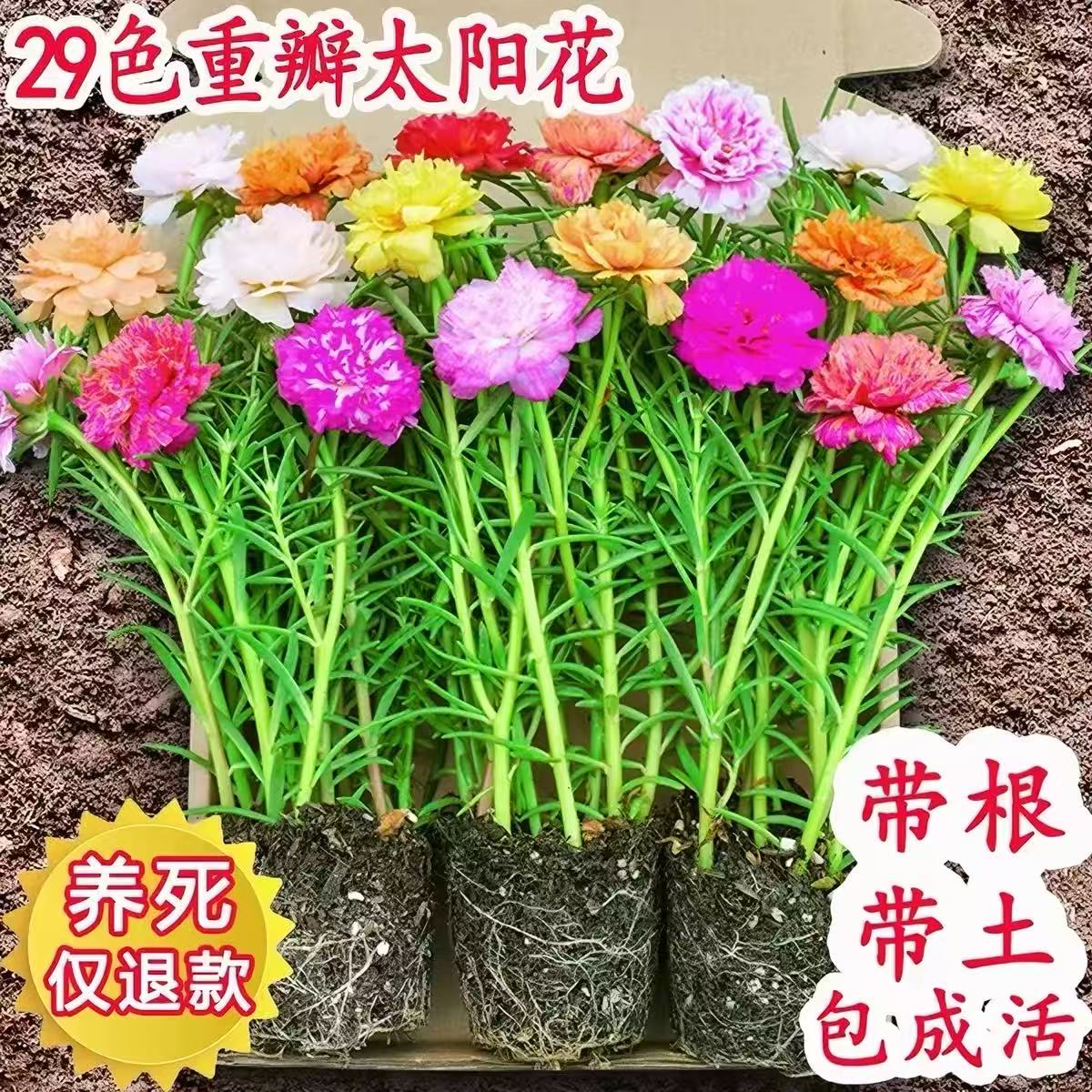 太阳花重瓣苗枝条盆栽混色大花带根带花苞室内花卉绿植好活易养图片