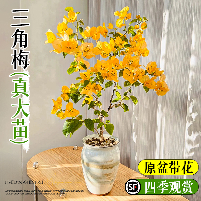 三角梅盆栽带花四季开重瓣