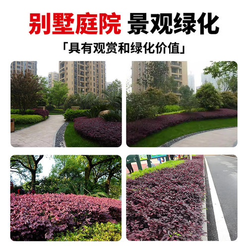 红花继木树苗檵球叶石楠庭