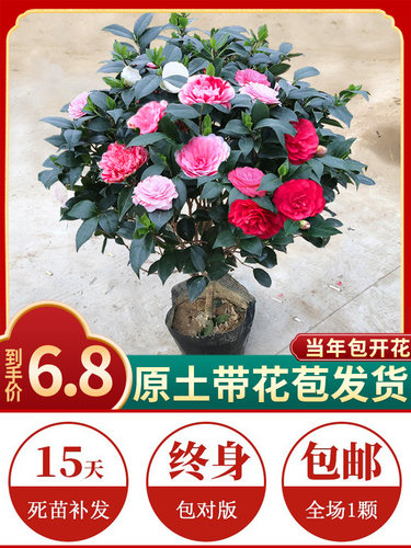 香妃山茶花盆栽带苞五色赤丹卉