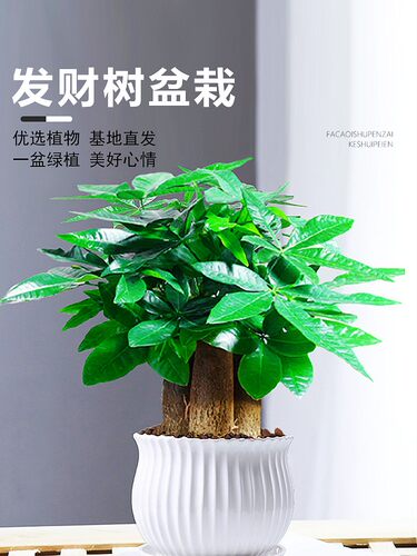 发财树室内小盆栽绿植花卉水