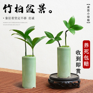 竹柏盆景迷你小盆栽驱蚊水培植物花卉办公室内桌面禅意绿植微景观