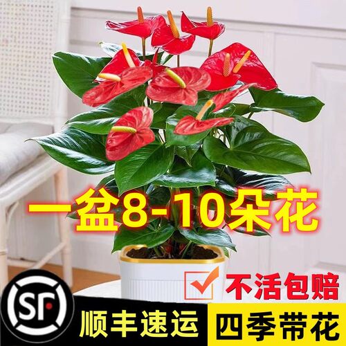红掌盆栽鸿运当头绿萝箩花
