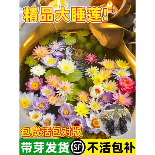 睡莲水培植物荷花水池塘莲花根块水养花卉盆栽特大碗莲花根茎带芽