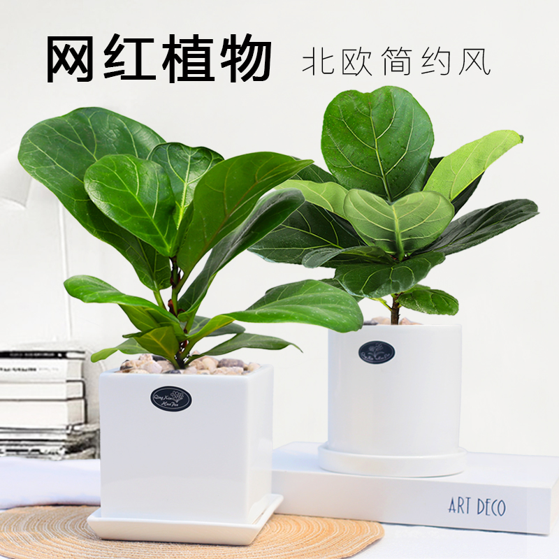 琴叶榕绿植盆栽室内老桩植物北欧风办公室四季常青耐阴好养