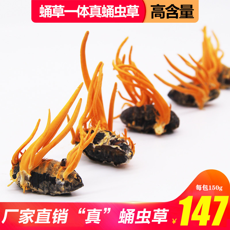 热卖产地发北冬虫夏草蛹虫草虫体孢子头150g金虫草花干货煲汤泡酒